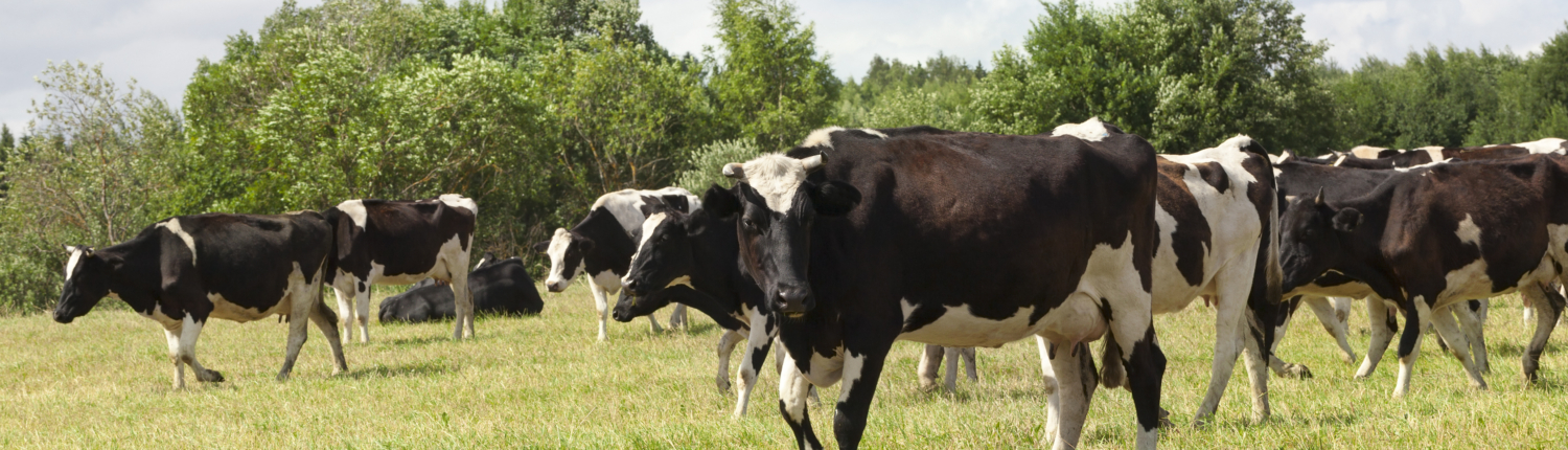 black and white cows in a pasture | Carbellus