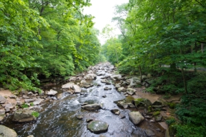 water in stream with trees and rocks | Carbellus